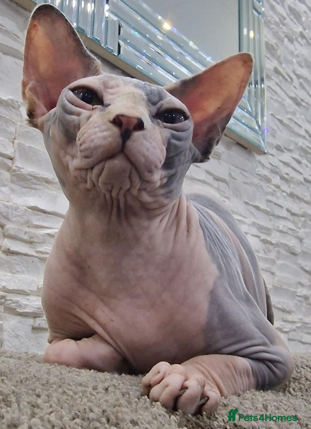 Sphynx cats for sale: Beautiful male boys available 🩷  - Advert 5