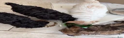 Mixed Breed dogs for sale: Cock-A-Chon puppies in Corwen - Advert 12