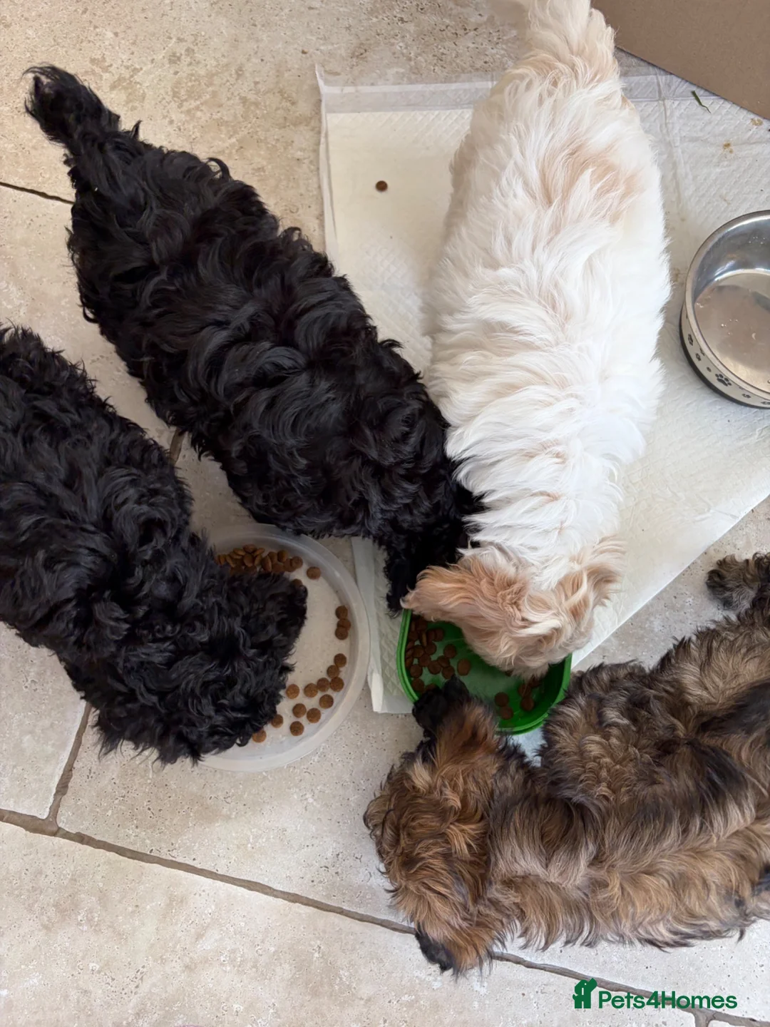 Mixed Breed dogs for sale: Cock-A-Chon puppies in Corwen - Advert 12
