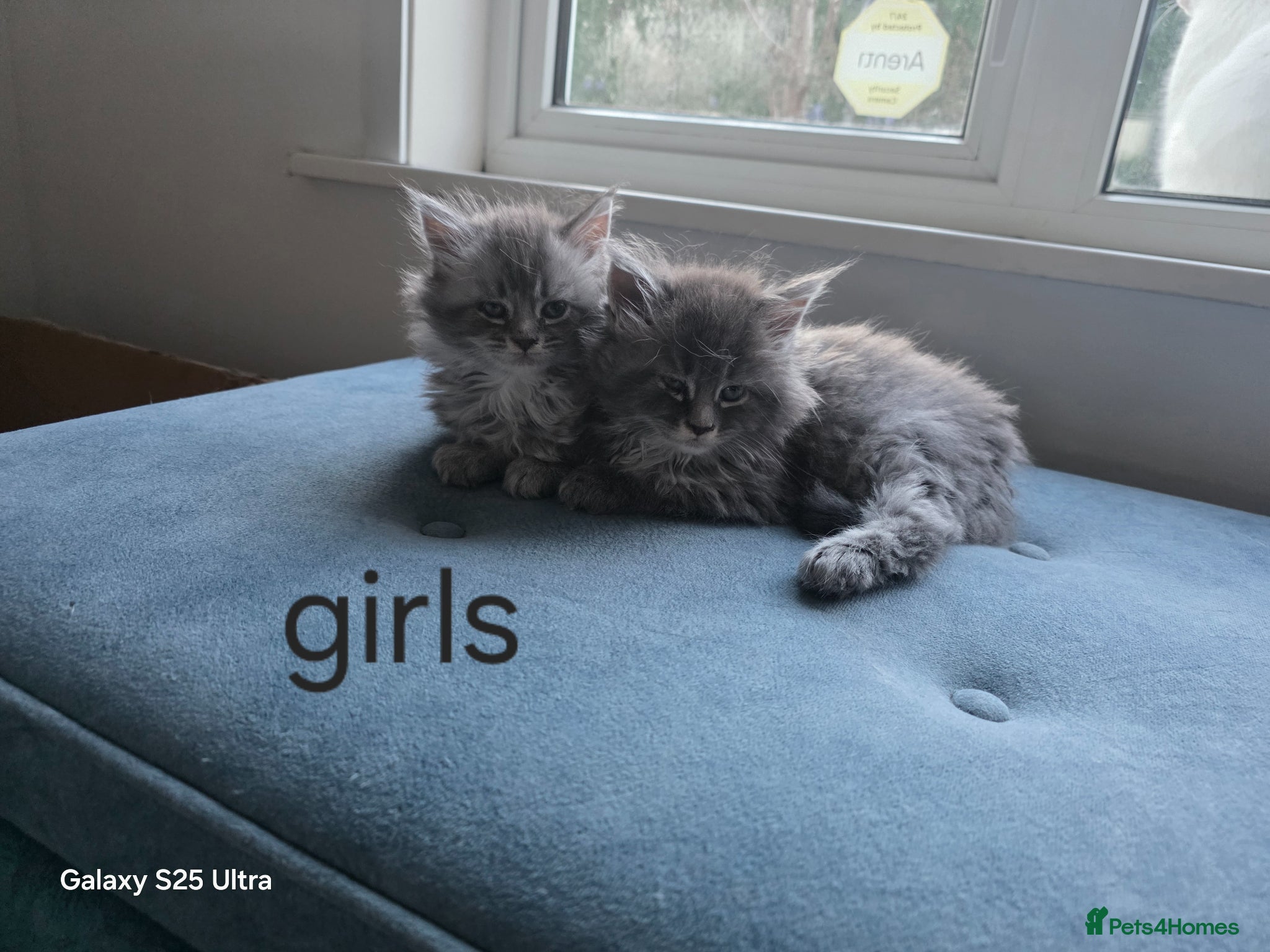 Maine Coon cats  Pure Maine coon kittens  - Advert 11