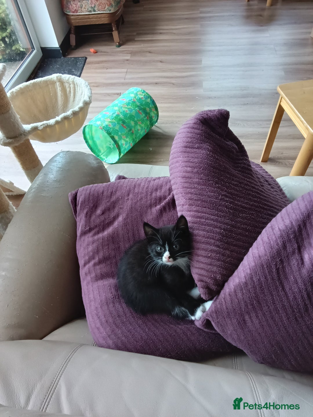 Mixed Breed cats for sale: Pet kittens (Sold) - Image 5