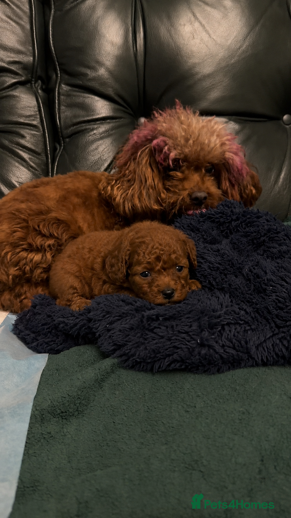 Toy Poodle dogs Asian poodle, Female ♥️, Surrey based  - Advert 2