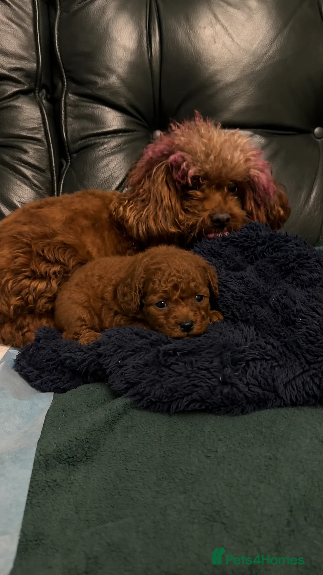 Toy Poodle dogs for sale: Asian poodle, Female ♥️, Surrey based  - Advert 2