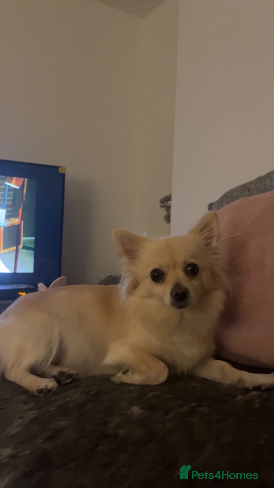 Pomchi dogs for sale: Pomchi Puppies - Advert 40