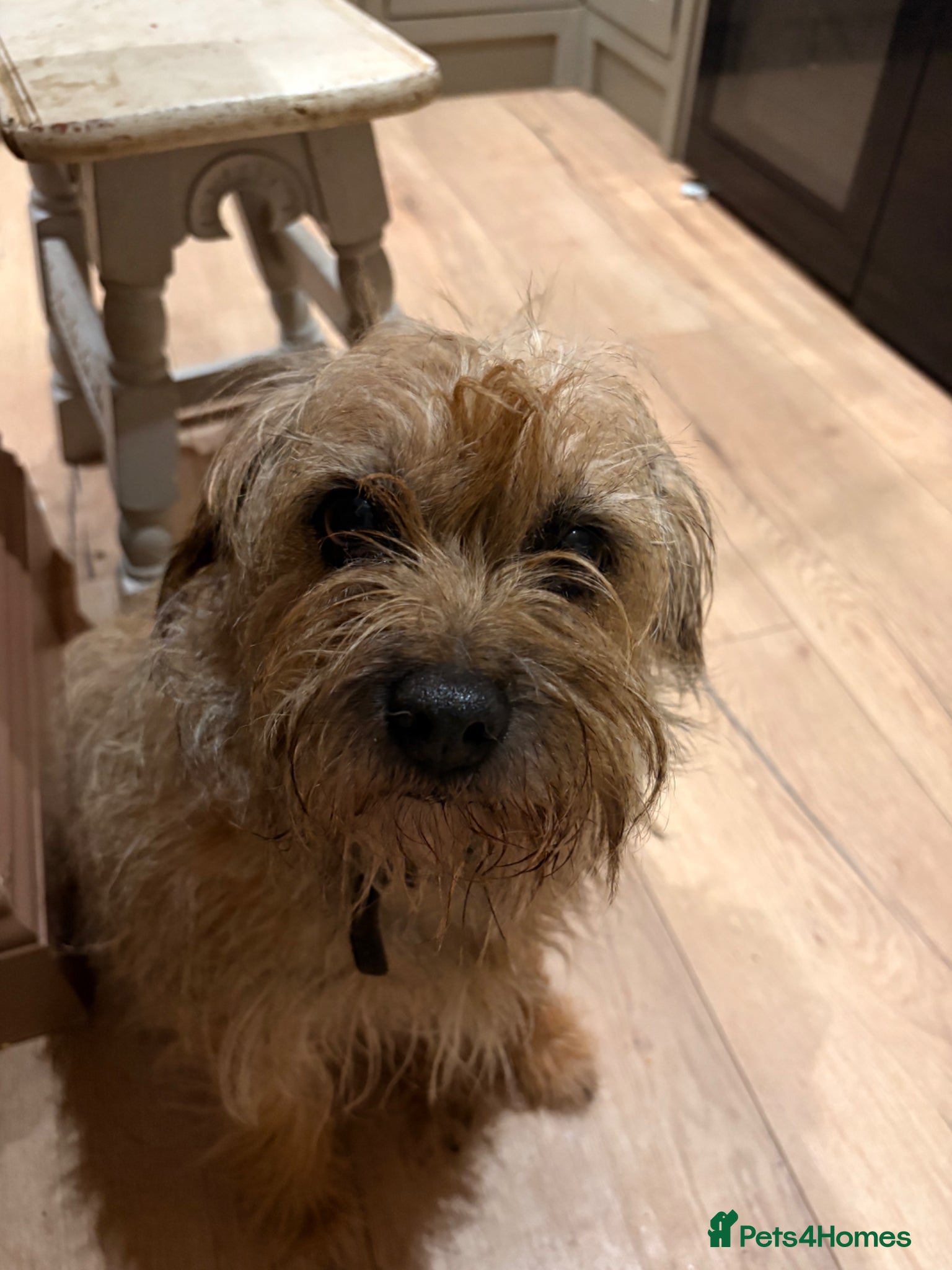 Border Terrier dogs for sale: 7 year old female border terrier  - Advert 3