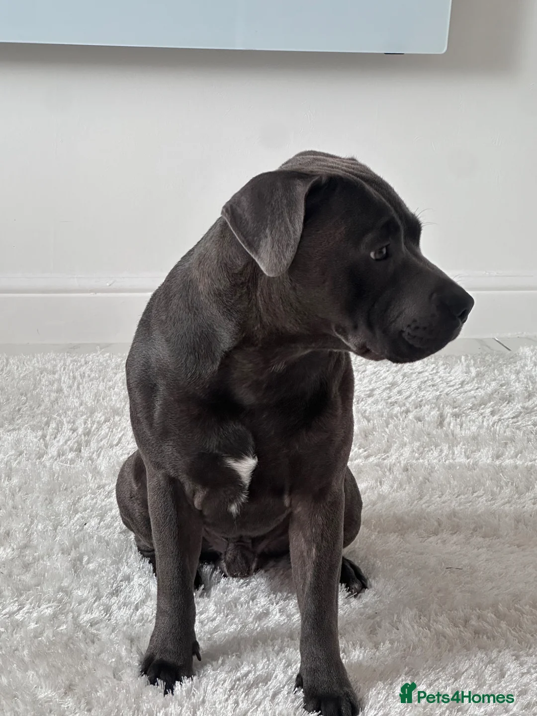Staffordshire Bull Terrier dogs for stud: Irish blue Staffordshire bull terrier  in Prenton - Advert 2