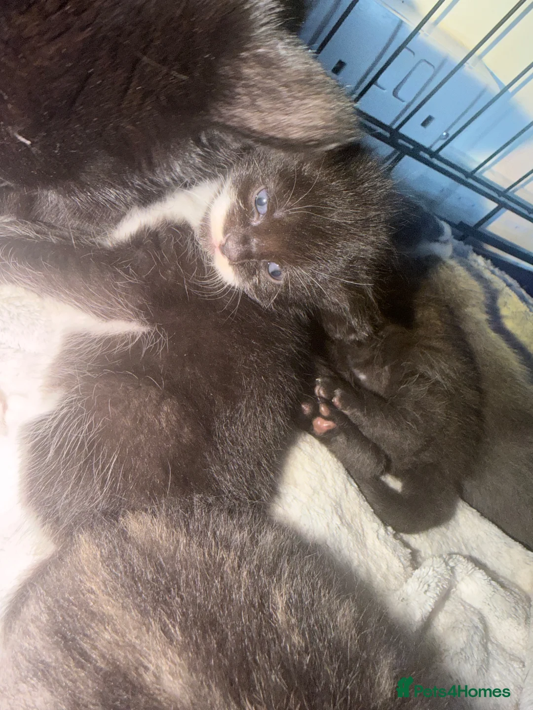 Mixed Breed cats for sale: Beautiful mixed kittens  - Advert 6