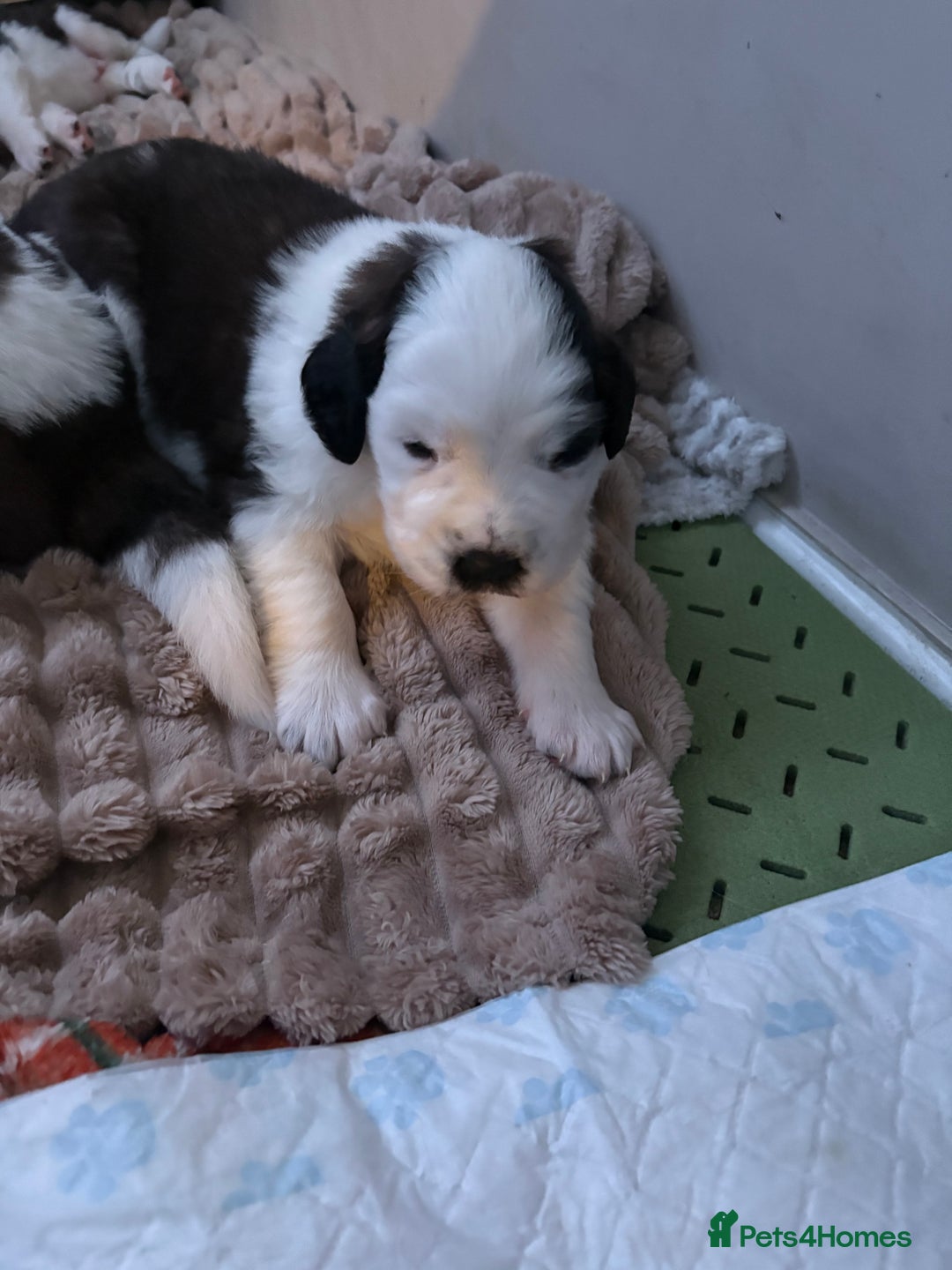 Saint Bernard dogs for sale: Saint Bernard puppies for sale  - Advert 6