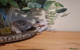 Persian cats for sale: Persian kittens - Image 7