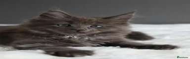 Maine Coon 2