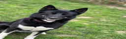 Huskita dogs for sale: 6 year old Huskita needing rehoming - Advert 2