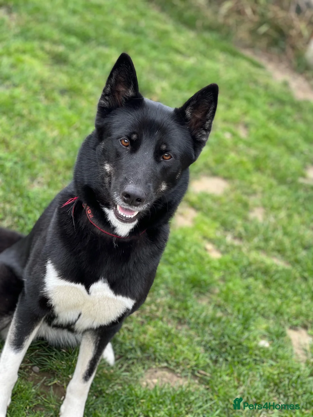 Huskita dogs for sale: 6 year old Huskita needing rehoming - Advert 2