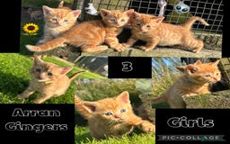 Mixed Breed cats for sale: Pure Ginger GIRLS - Image 8