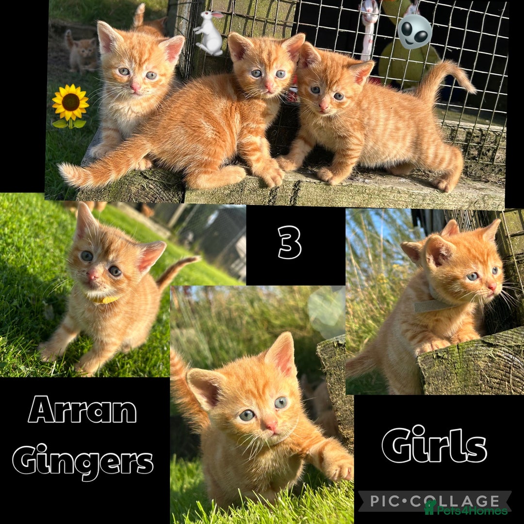 Mixed Breed cats for sale: Pure Ginger GIRLS - Image 8