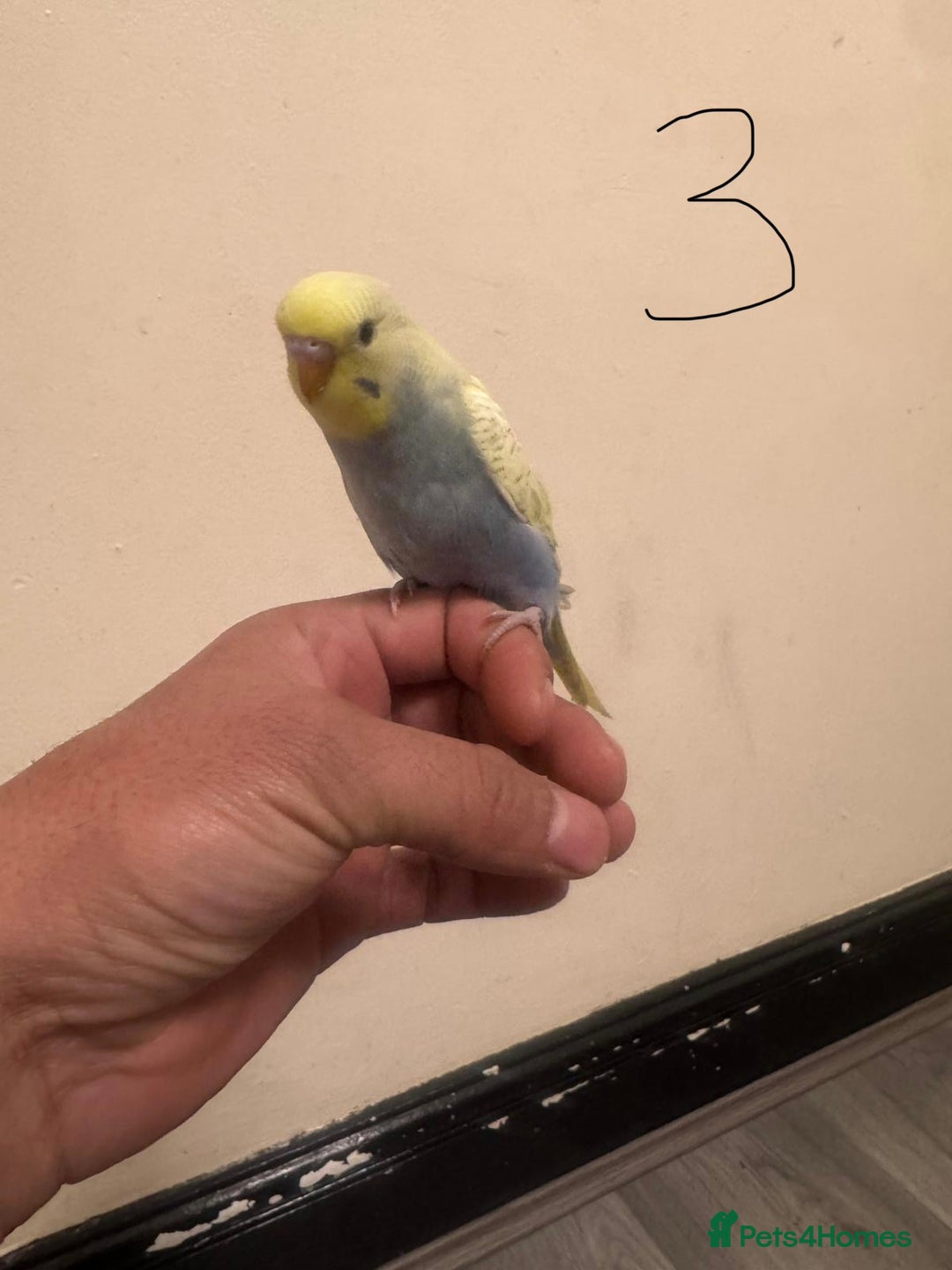 Budgerigars birds for sale: Baby budgies for sale £40 each collection mk404nn - Advert 3