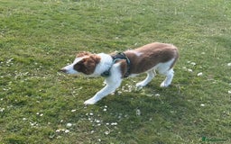 Border Collie dogs for sale: KC Reg Red Border Collie - Image 21