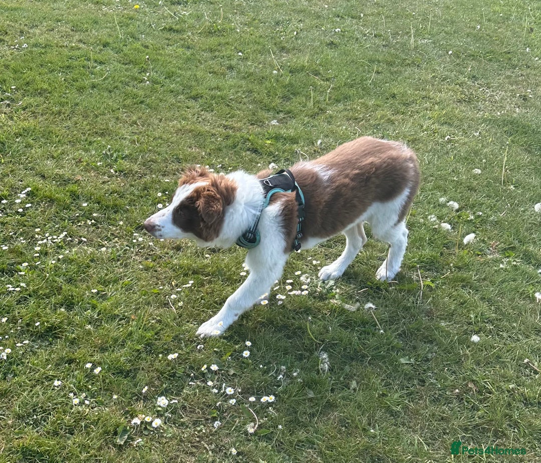 Border Collie dogs for sale: KC Reg Red Border Collie - Image 21