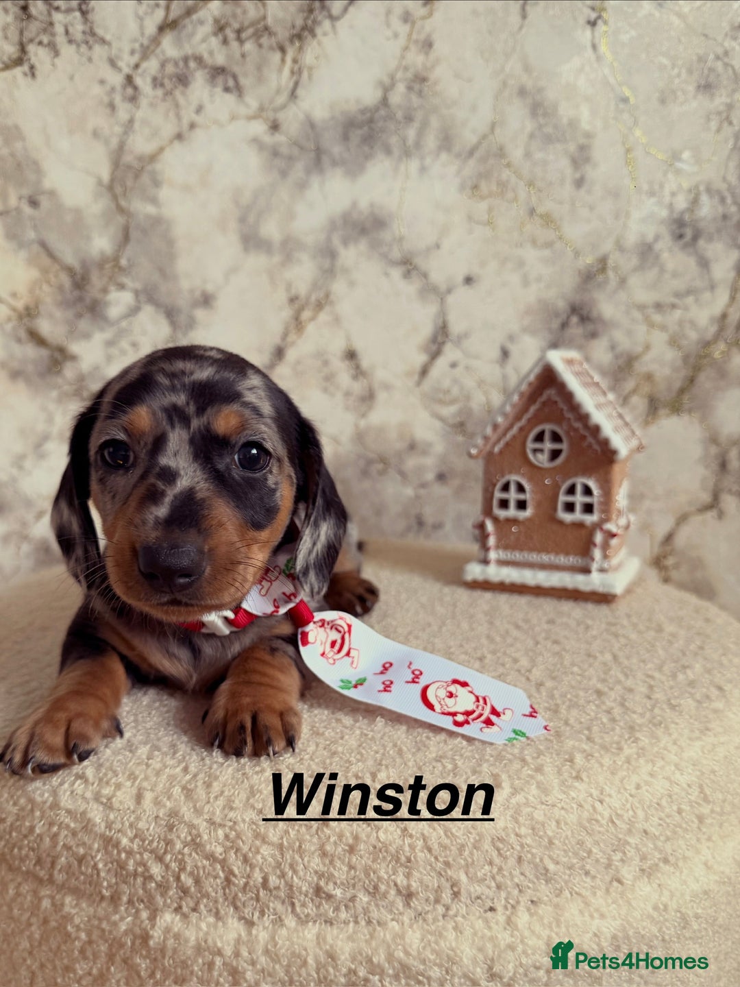 Miniature Dachshund dogs for sale: Miniature Dachshunds  - Advert 5