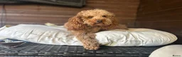 Poodle dogs for stud: Kc health tested fox red toy poodle in Stevenage - Advert 2