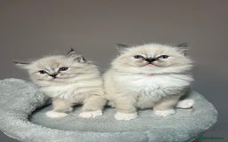 Ragdoll cats for sale: Registered Ragdolls kittens for sale - Image 31