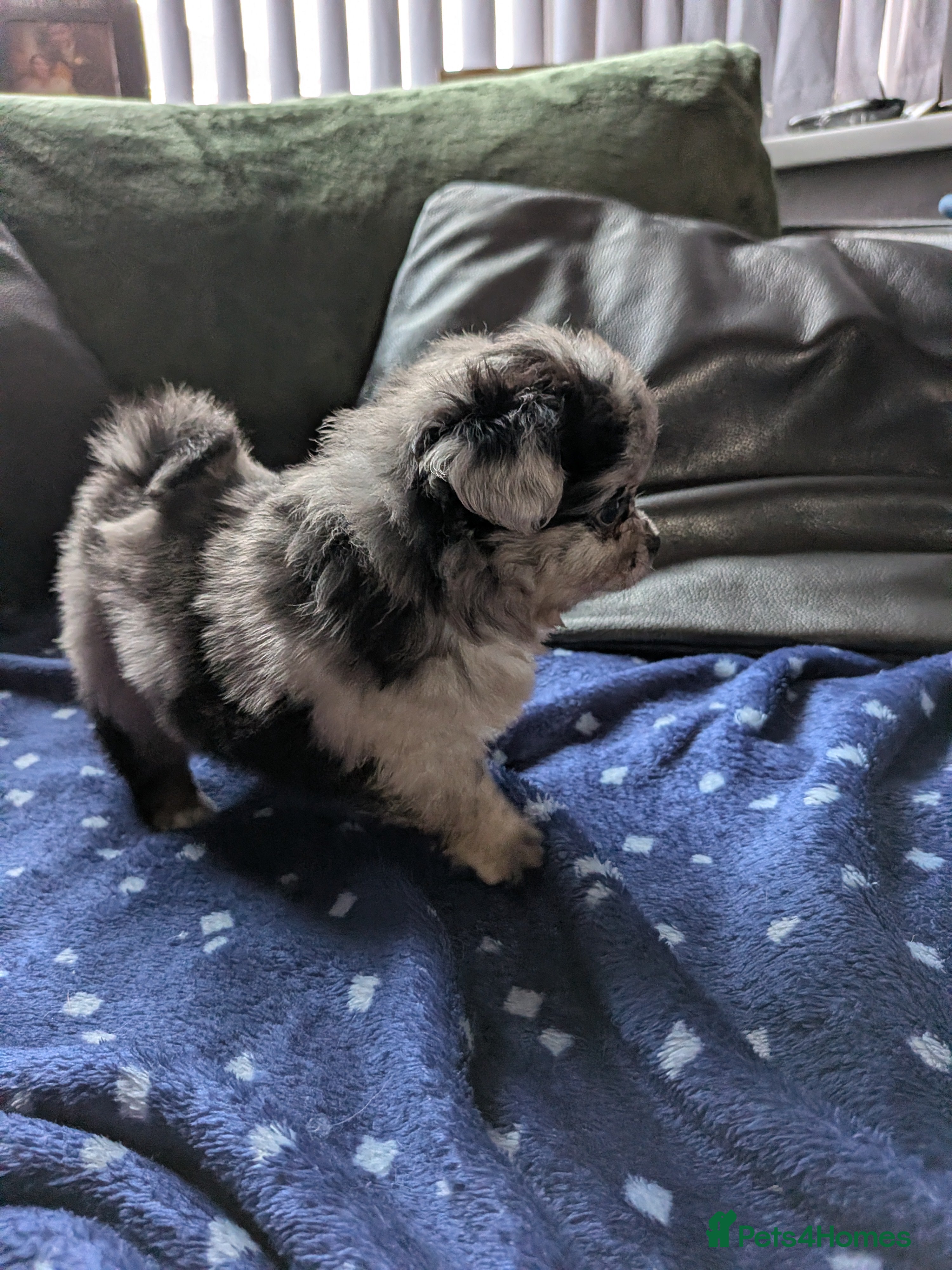 Pomchi dogs Beautiful Pomchi Puppies Loving 🏠 Reared Litters - Advert 8