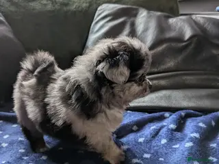 Pomchi dogs Beautiful Pomchi Puppies Loving 🏠 Reared Litters - Advert 19