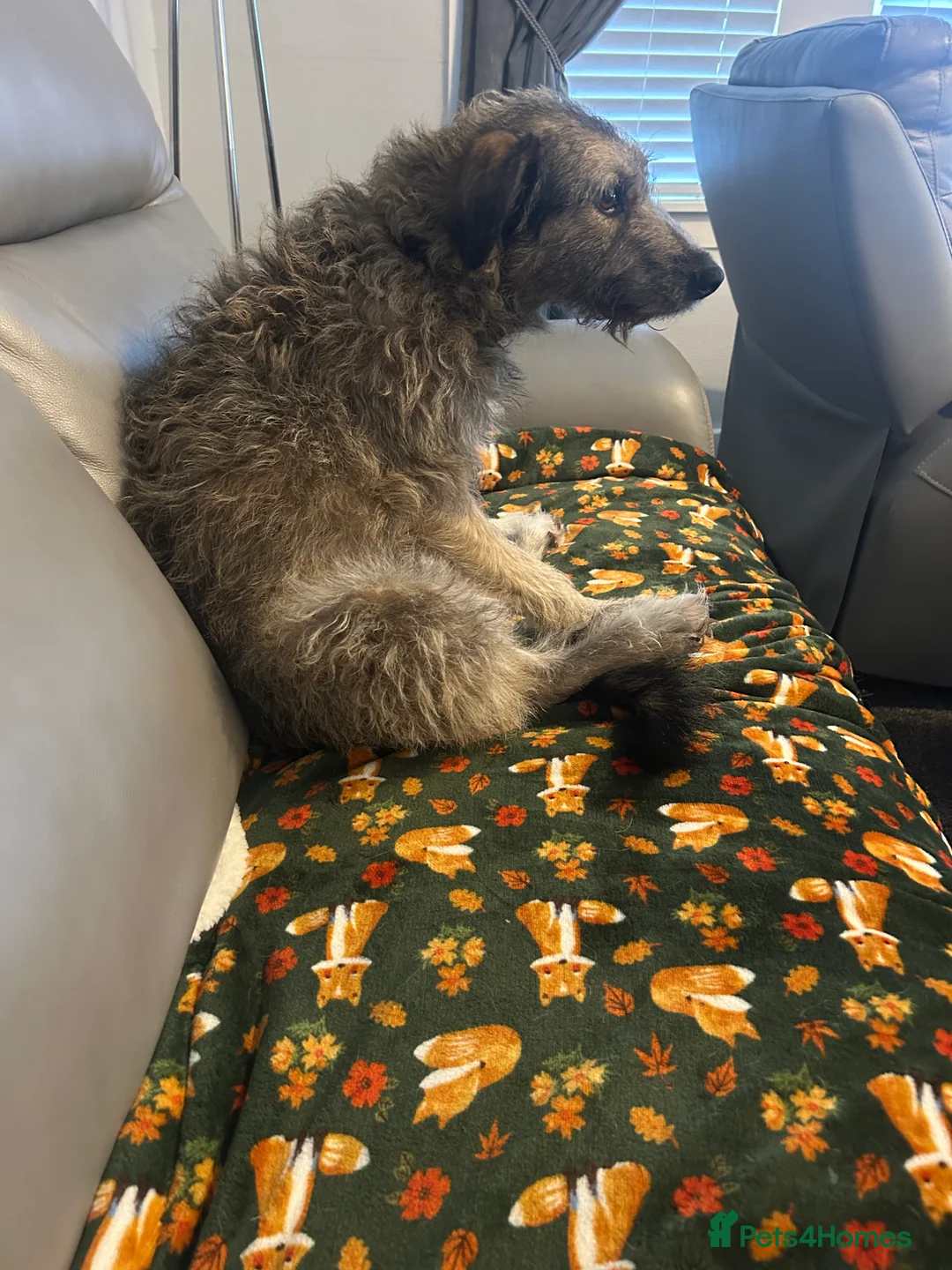 Mixed Breed dogs for adoption: Stella Bella  in Glasgow - Advert 2