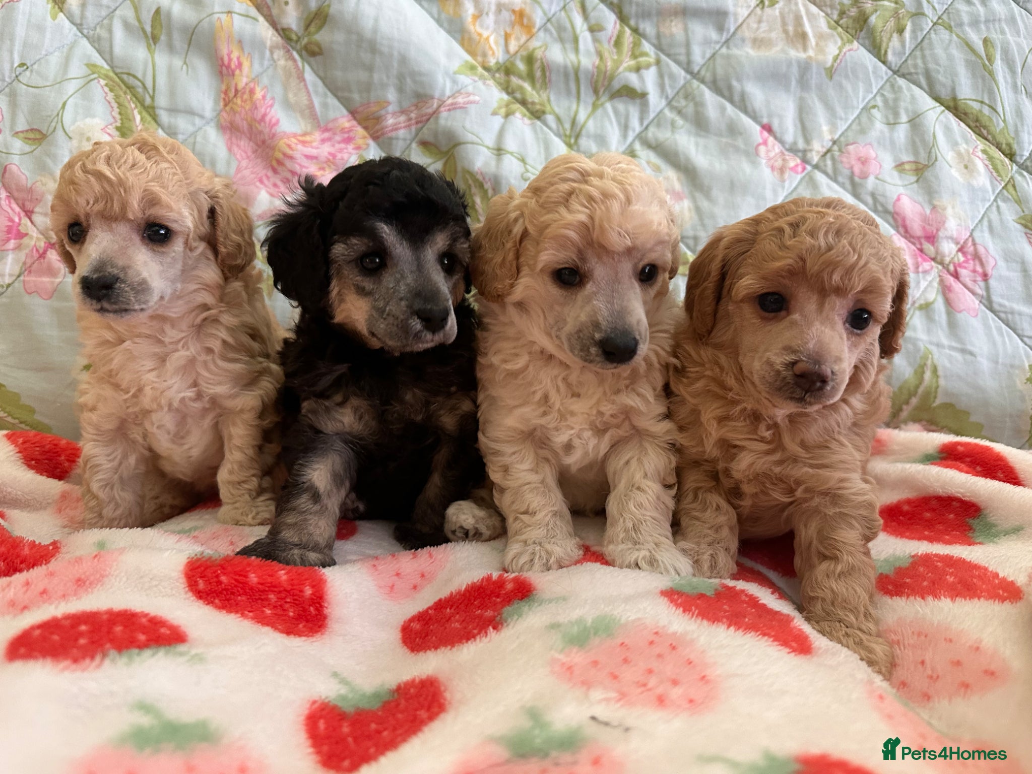 Toy Poodle dogs 🐩 extensively health tested Kc Toy poodle Puppies - Advert 10