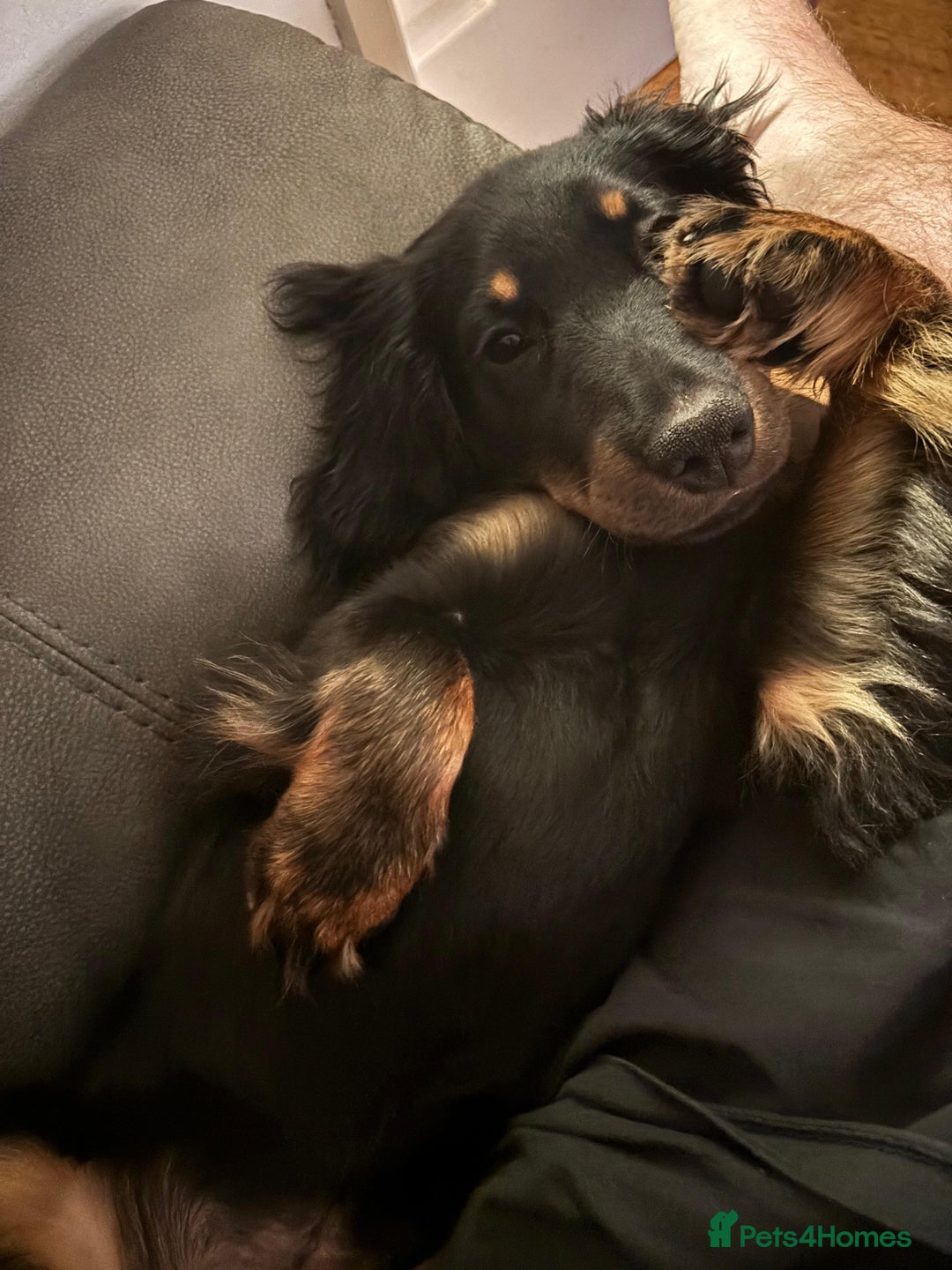 Cocker Spaniel dogs for sale: 7 month old cocker spaniel  - Image 8