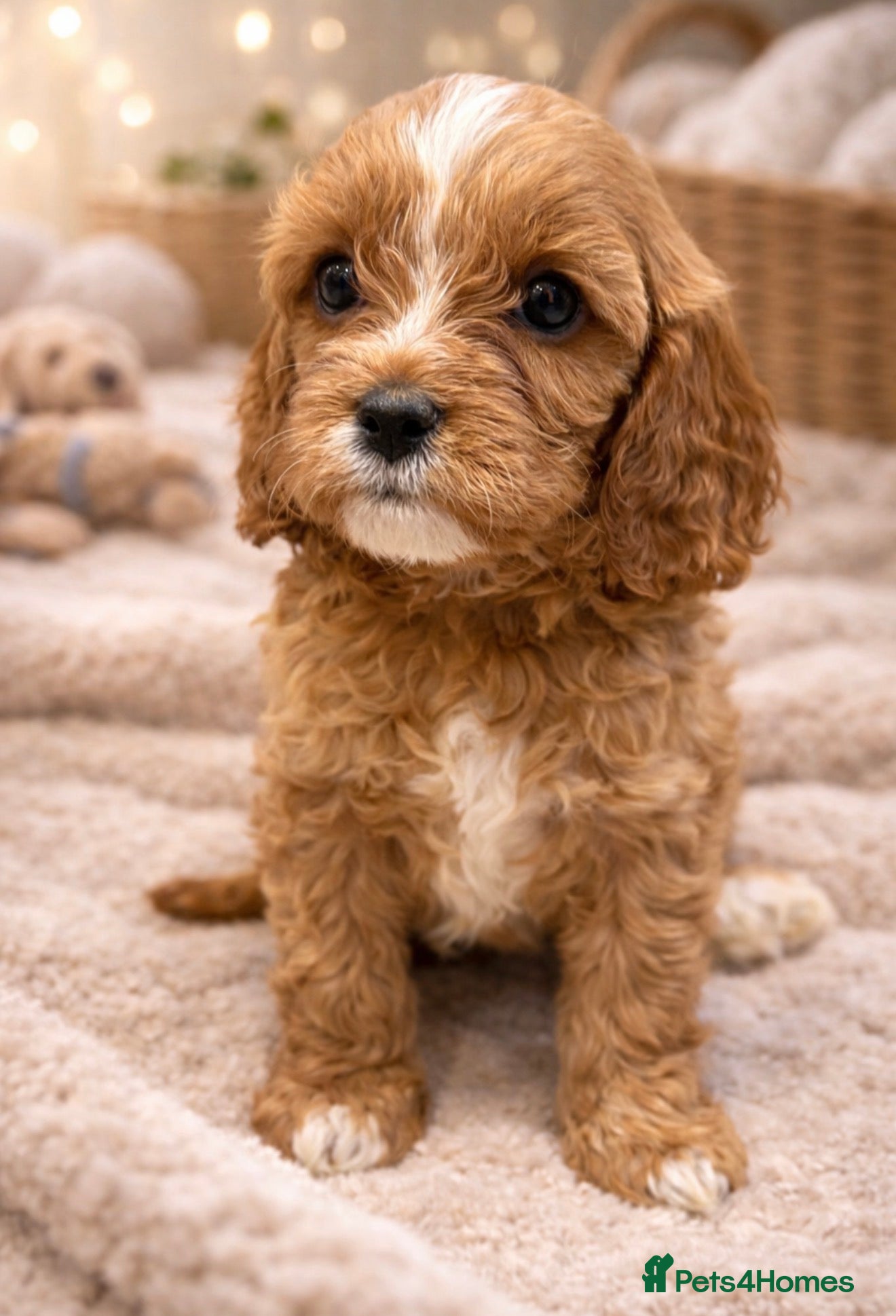 Cavapoo dogs F1 Cavapoo’s From Health Tested Parents 🧬 - Advert 2