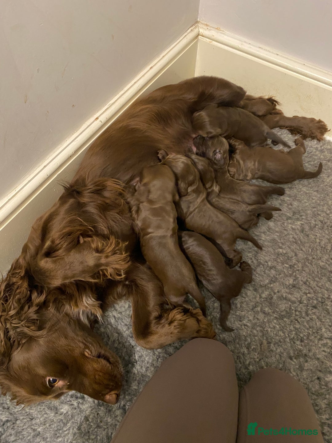 Cocker Spaniel dogs for sale: 7 STUNNING CHOCOLATE WORKING COCKERS ⭐️⭐️⭐️⭐️⭐️ - Advert 1