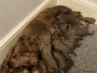 Cocker Spaniel dogs 7 STUNNING CHOCOLATE WORKING COCKERS ⭐️⭐️⭐️⭐️⭐️ - Advert 1