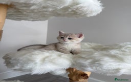 British Shorthair cats for sale: Golden Blue British Shorthair kittens  - Image 20