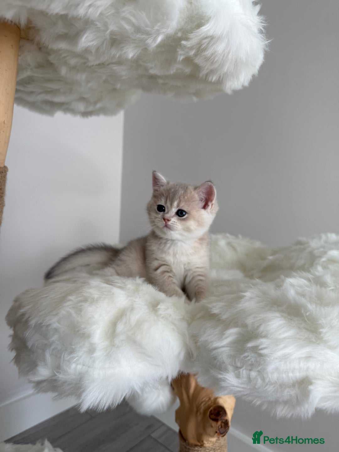 British Shorthair cats for sale: Golden Blue British Shorthair kittens  - Image 20