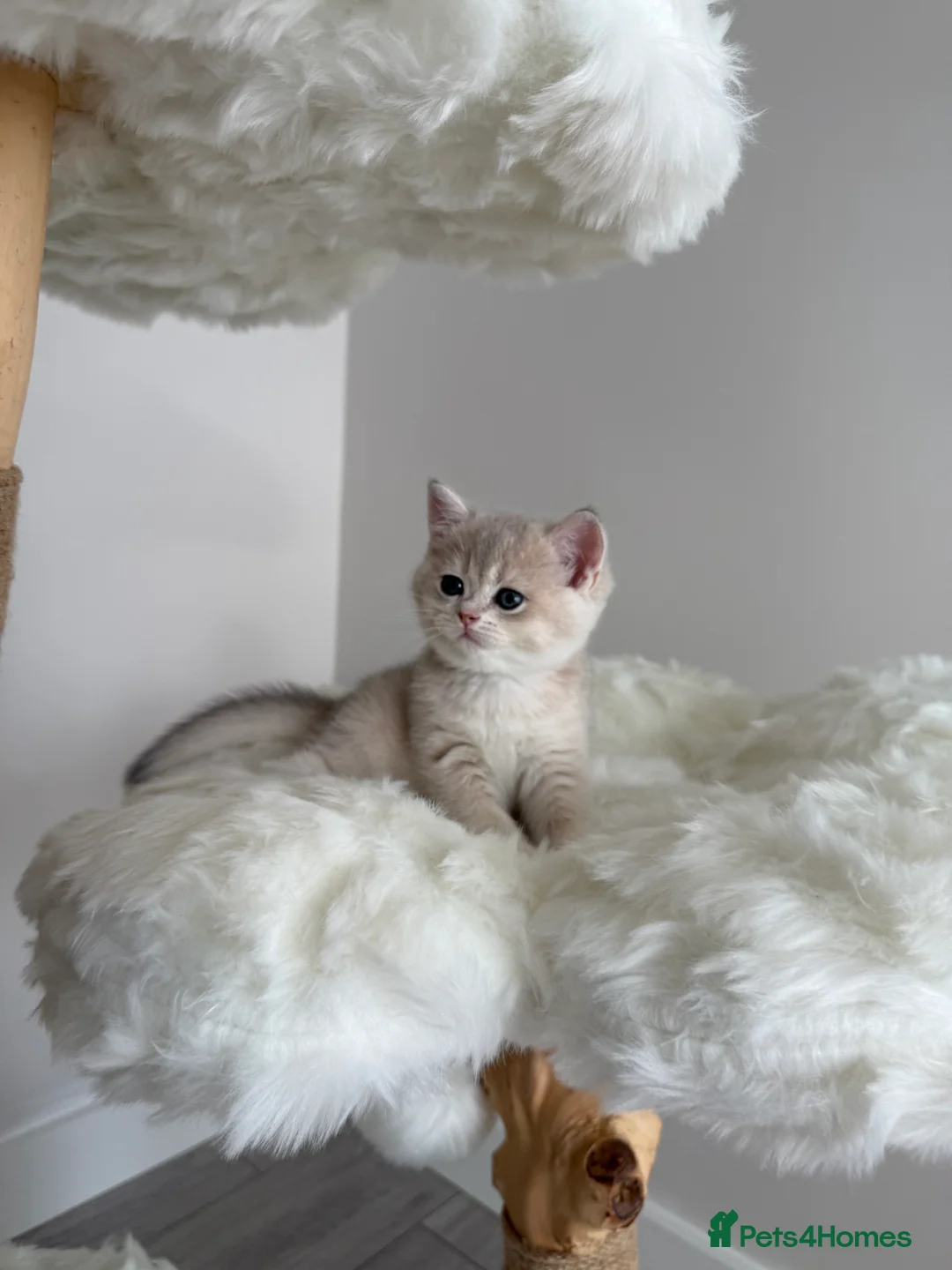 British Shorthair cats for sale: Golden Blue British Shorthair kittens  - Advert 20
