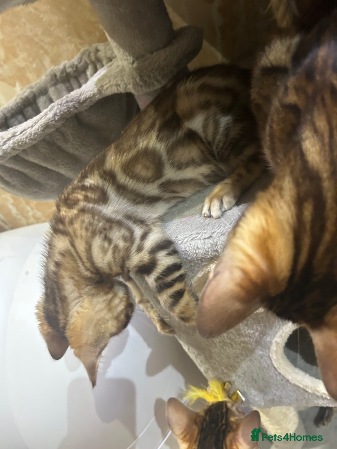 Bengal cats for sale: Champion bloodline Bengal kittens - Advert 16