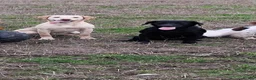 Labrador Retriever dogs for sale: Labrador pups  in Inverurie - Advert 22