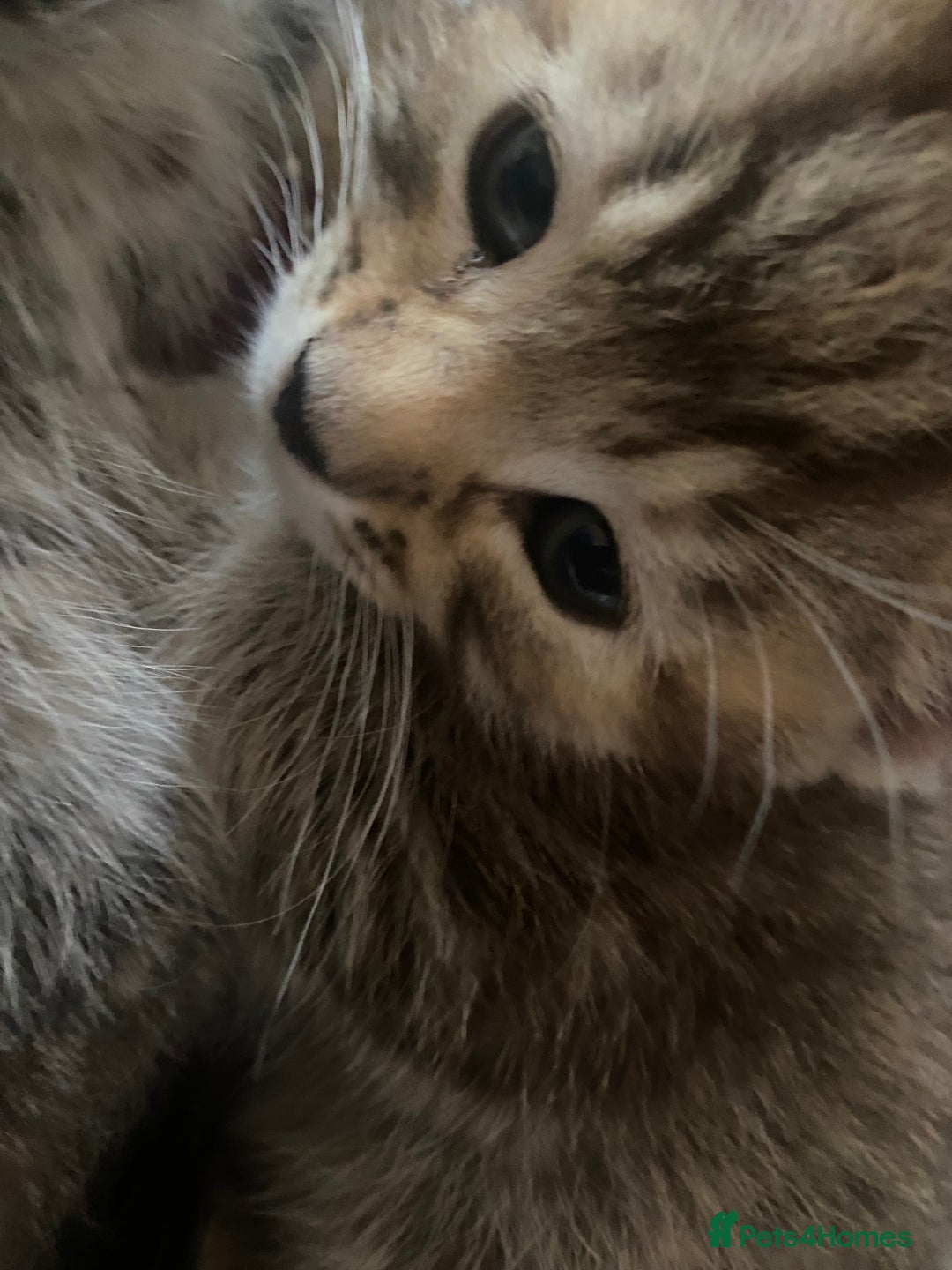 American Shorthair cats for sale: 4 kitten for sale  - Image 2