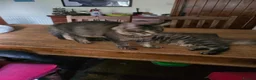 Maine Coon cats for sale: Big Strong Maine Coon Kittens - Advert 6