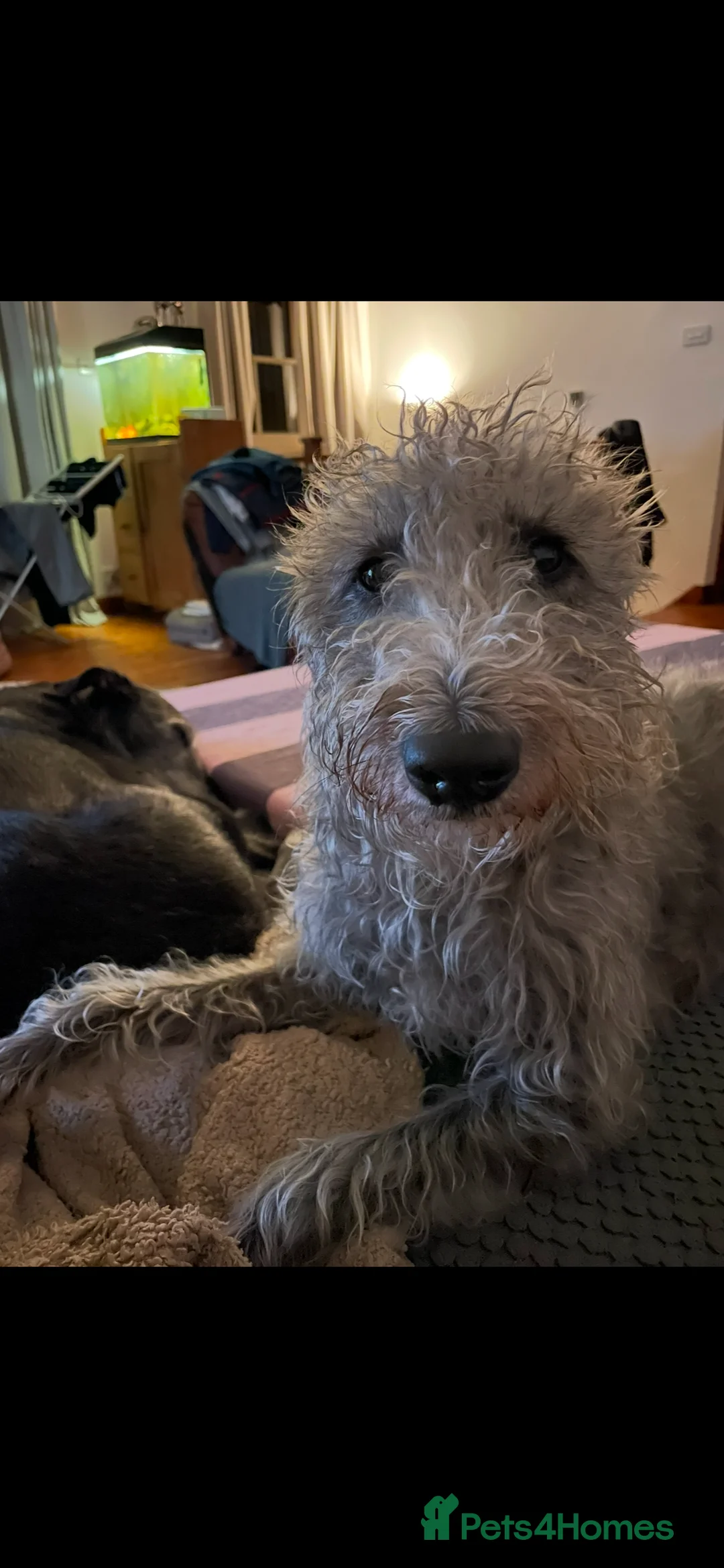 Bedlington Terrier dogs for stud: 3/4 Bedlington 1/4 Whippet Stunning boy for stud - Advert 17