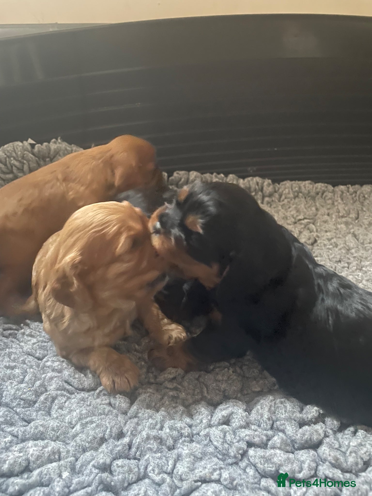 Cavalier King Charles Spaniel dogs for sale: King Charles cavalier babies  - Advert 19