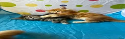 Maine Coon cats for sale: Maine Coon Kittens in Cambridge - Advert 11