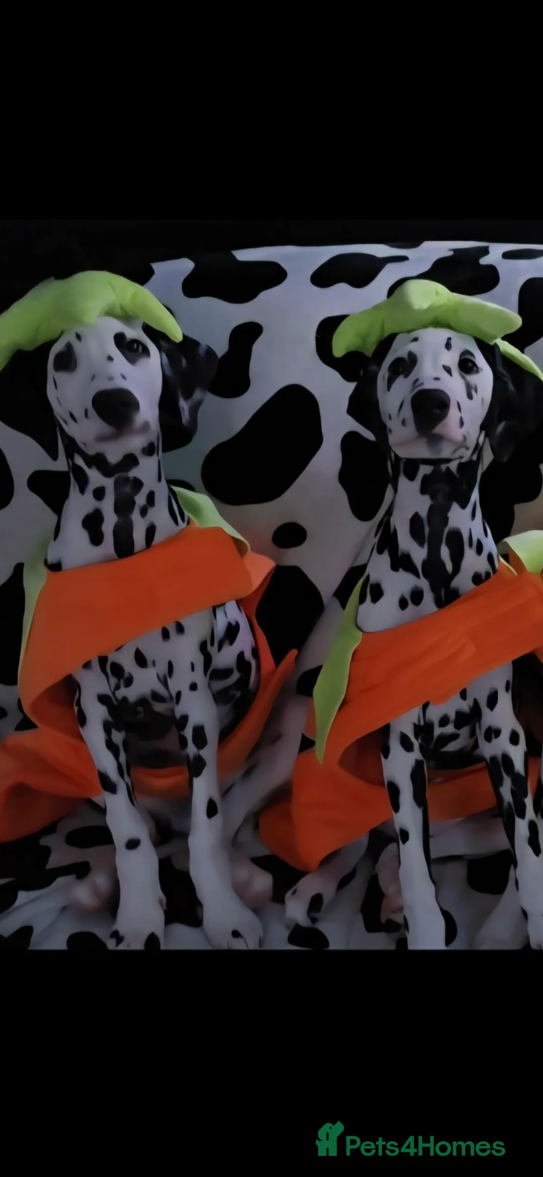 Dalmatian dogs for sale: Gorgeous Dalmation Brothers - Advert 3