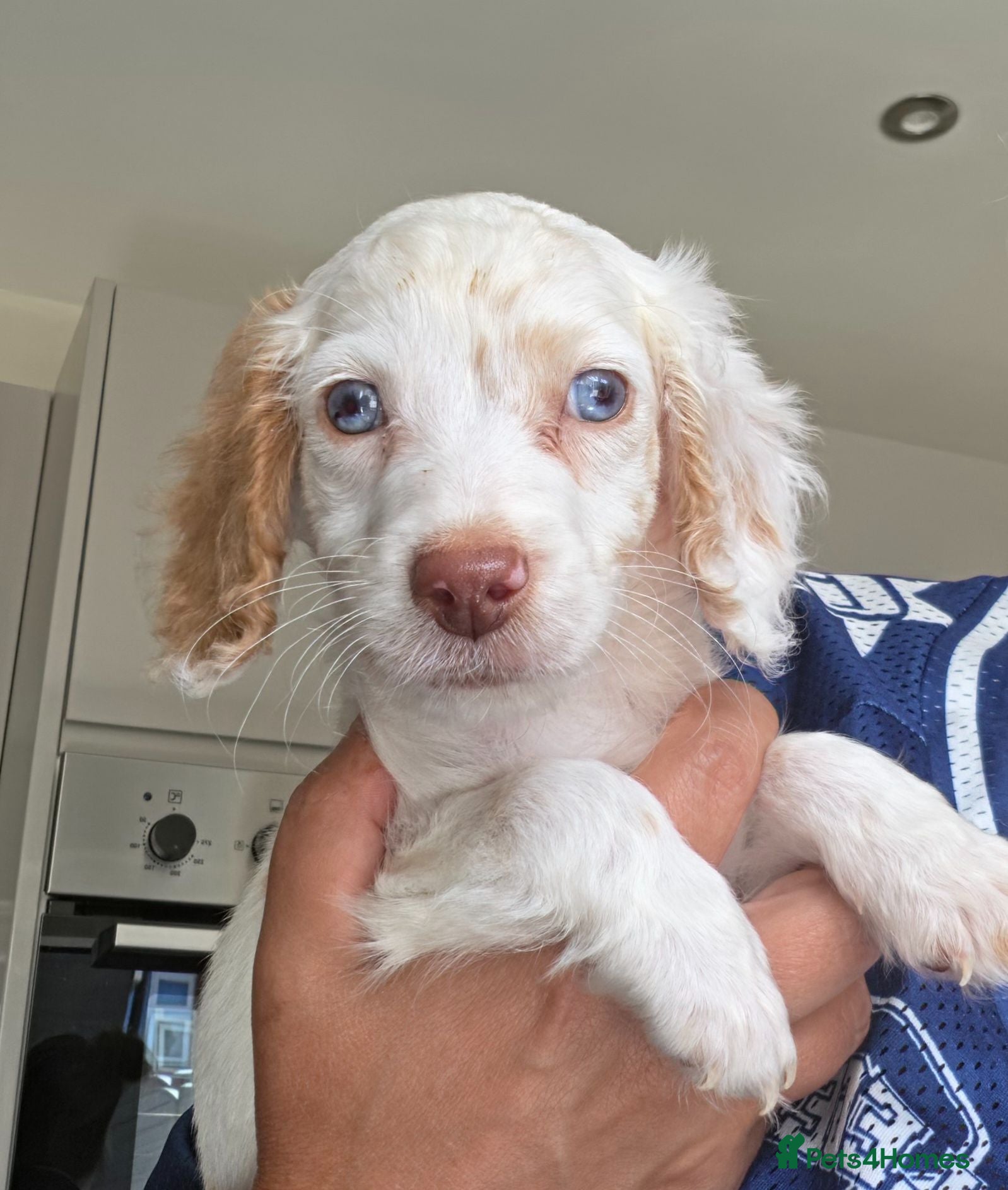 Cockapoo dogs Cockapoo F1 puppys ready now - Advert 15