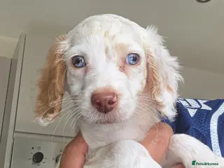 Cockapoo dogs Cockapoo F1 puppys ready now - Advert 15