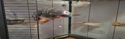 Parrots birds for sale: Joey the Grey Parrot in Wakefield - Advert 5