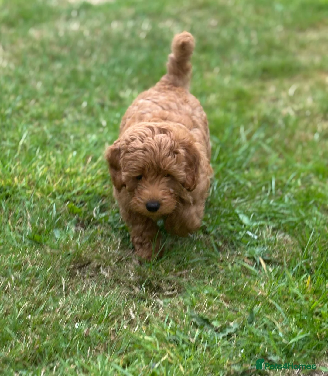 Cockapoo dogs for sale: Multigen Cockapoo – 9 Months – Loving Home Needed in Truro - Advert 6