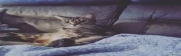 Mixed Breed cats for sale: Kitkit needs rehoming in London - Advert 1