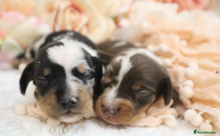Miniature Dachshund dogs - Advert 2