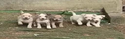 Mixed Breed dogs for sale: Chihuahua cross whippet puppies  - Advert 1